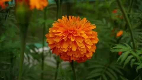 Cempasúchil in Ultra High Definition: Cinematic Floral Bliss Stock Footage 252106239