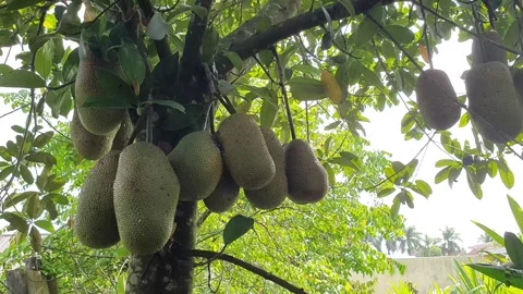 Cempedak, Artocarpus integer, exotic fruit similar to jackfruit Stock Footage 265389718