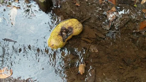 Cempedak fruit Stock Footage 252241214