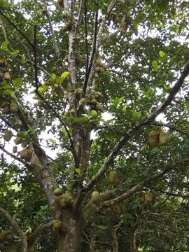 Cempedak fruit hanging from the tree Stock Photos