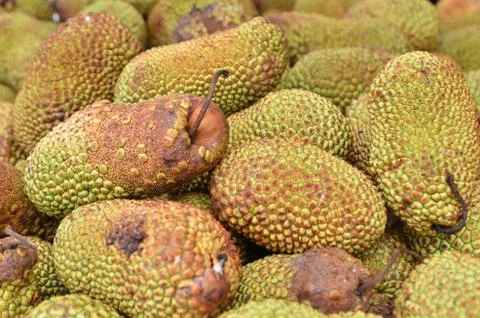Cempedak or Artocarpus Integer 스톡 사진