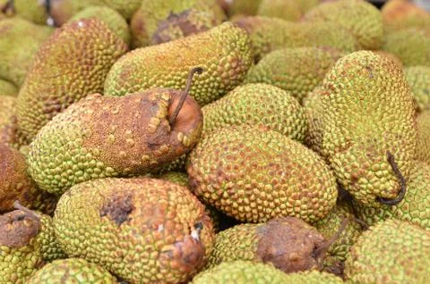 Cempedak or Artocarpus Integer 스톡 사진