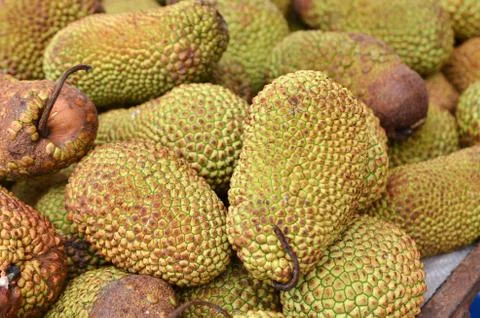 Cempedak or Artocarpus Integer 스톡 사진