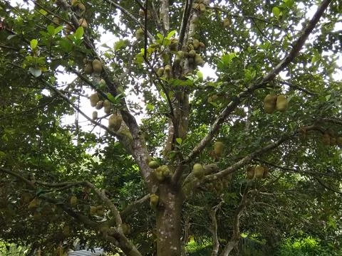 Cempedak tree bears lots of fruit Stock Photos