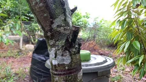 Cempedak tree trunk 스톡 동영상 158750200