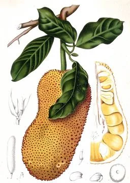 Cempedakbaum, Artocarpus integer, oder auch Champedak genannt, ist eine Pf... Stock Photos