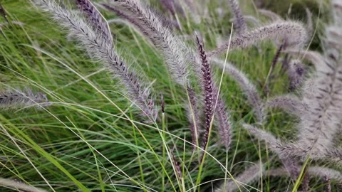 Cenchrus Caudatus Video stock 328642087