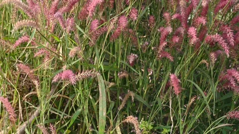 Cenchrus pedicellatus grass. Vidéo 343247845