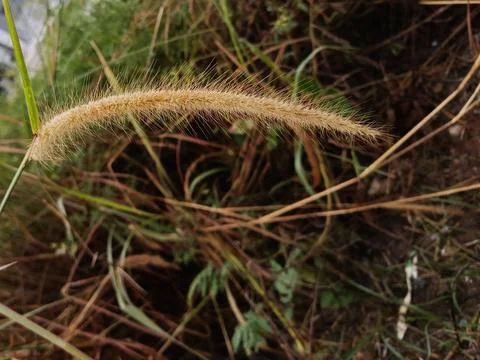Cenchrus polystachios Grass Seed Head Close Up Stock Photos