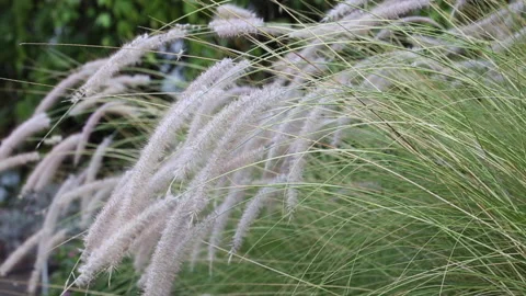 Cenchrus setaceus Stock Footage 139986342