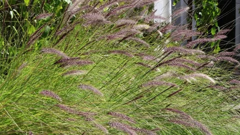 Cenchrus setaceus Stock Footage 274069900