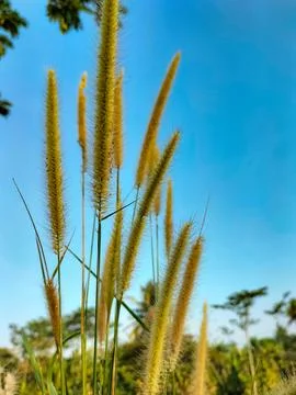 Cenchrus setosus Stock Photos