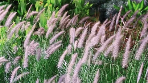 Cenchrus setsceus flowers swaying by the wind in wild forest. Stock Footage 277946867