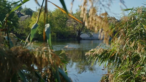 Cenic view of a calm pond surrounded by reeds and trees with houses in the Stock Footage 297465390