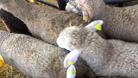Cenital view of a Flock of sheeps Video stock 311568999