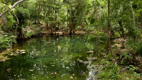 Cenote 3 Video stock 94752596