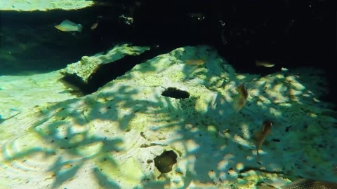 Cenote Azul School of Fish Stock Footage 217411653