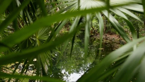 Cenote Through Leaves Video stock 94752575