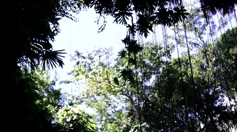 Cenote, yucatan Stock Footage 62850253