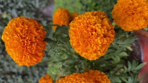 Cenpasuchitl or zenpasuchitl. Flower of the Dead. Stock Footage
