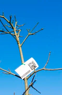 Census of trees Stock-Fotos