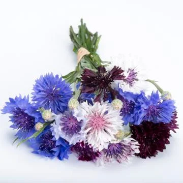 Centaurea bouquet Fotos de archivo
