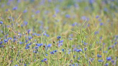 Centaurea cyanus, commonly known as cornflower or bachelor's button, is an an Stock Footage 159476681