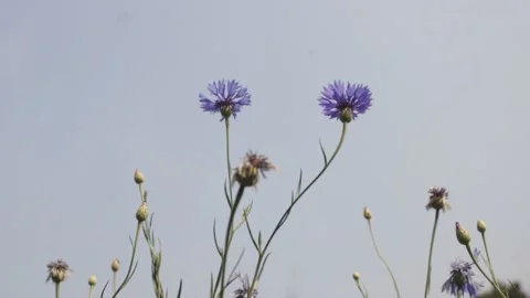 Centaurea cyanus, commonly known as cornflower or bachelor's button 스톡 동영상 171384546