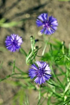 Centaurea cyanus plant Stock Photos