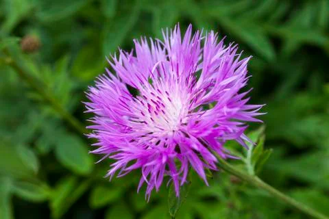 Centaurea dealbata Stock-Fotos