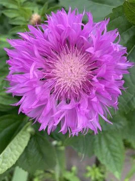 Centaurea dealbata Stock-Fotos