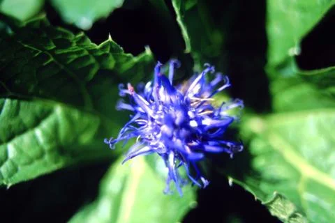 CENTAUREA FLOWER Stock Photos