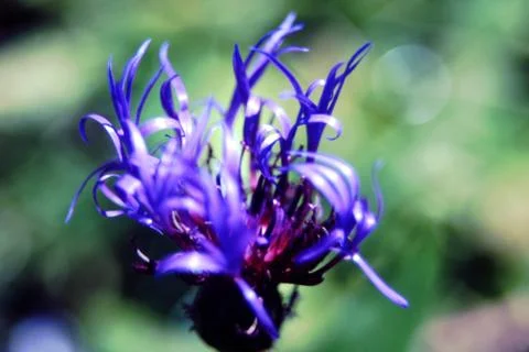 CENTAUREA FLOWER Stock Photos