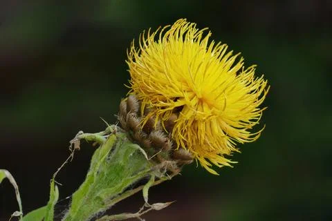 Centaurea macrocephala,  blurred soft background Stock Photos