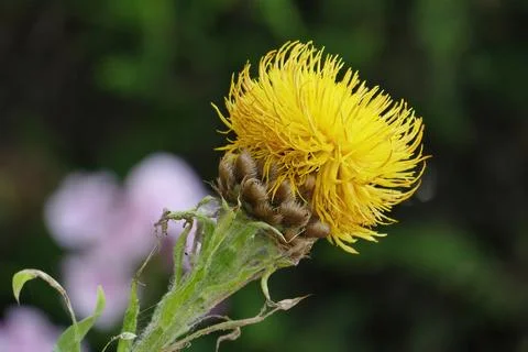 Centaurea macrocephala,  blurred soft background Stock Photos