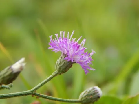 Centaurea maculosa Stock Photos