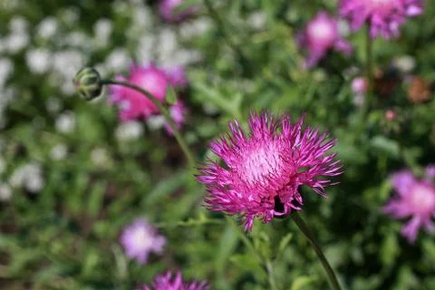 Centaurea moschata Stock Photos