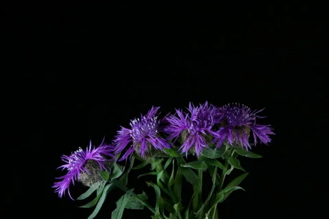 Centaurea nervosa time lapse Stock-Footage 280374750