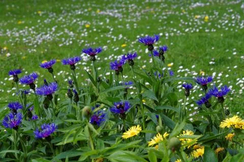 Centaurea Foto stock