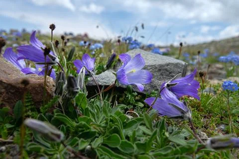 Centaury in Caucasus Stock-Fotos