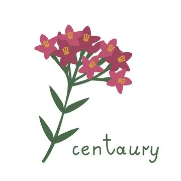 Centaury vector plant Stock Illustration