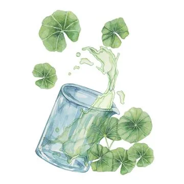 Centella asiatica and beaker with green extract spill, gotu cola fluid splash Stock Illustration