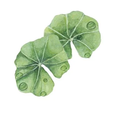 Centella asiatica and dew drops, gotu cola extract droplets. Hand drawn 스톡 일러스트