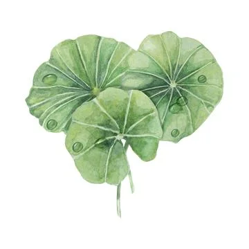 Centella asiatica and dew drops, gotu cola extract droplets. Hand drawn Illustrazione stock