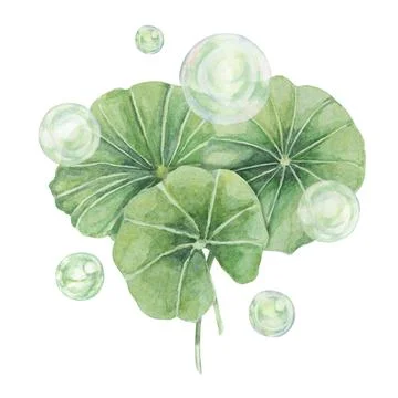 Centella asiatica and green bubbles, gotu cola fluid spheres. Hand drawn Stock Illustration