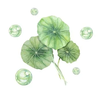 Centella asiatica and green bubbles, gotu cola fluid spheres. Hand drawn Stock Illustration