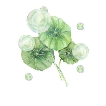 Centella asiatica and green bubbles, gotu cola fluid spheres. Hand drawn 스톡 일러스트