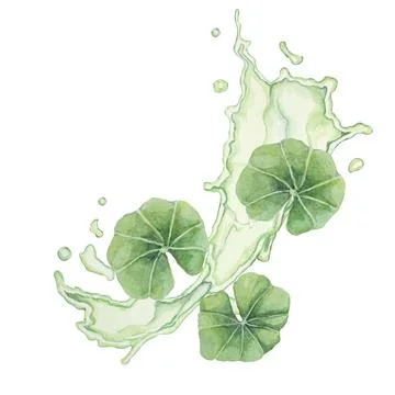 Centella asiatica and green wave, gotu cola fluid juice splash. Hand drawn Stock Illustration
