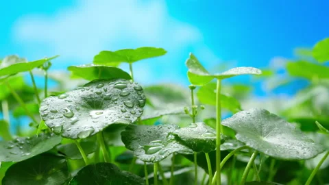 Centella asiatica is concentrated in bright green leaves with water droplets Stock Footage 161149643