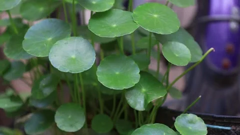 Centella asiatica 스톡 동영상 292192132